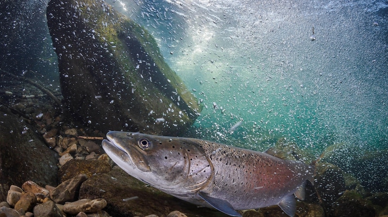 Bewegung zu Wasser: Huchen (Bild: BENNY)