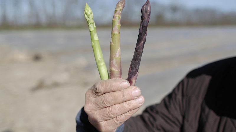 Grün, weiß oder purpur – heimischer Spargel schmeckt. (Bild: Bartel Gerhard)