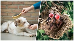 Der Fellwechsel des Haustiers kann sich indirekt negativ auf den Nachwuchs im Vogelnest ...