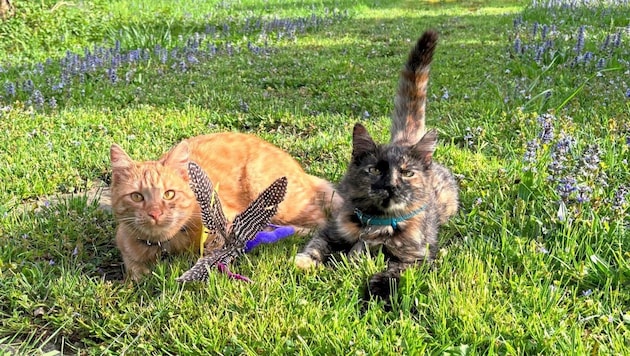 "Goliath" and "Minnie" - the playful young cats of dear neighbor Barbara as welcome (almost) permanent guests at the home of editor-in-chief Klaus Herrmann's family. (Bild: zVg)
