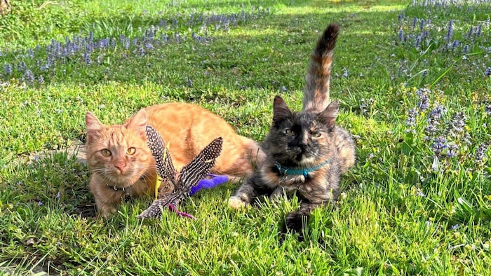 „Goliath“ und „Minnie“ – die verspielten jungen Katzen der lieben Nachbarin Barbara als ...