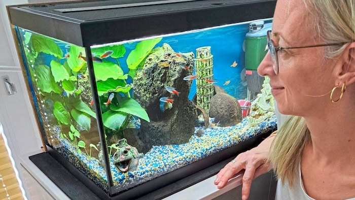 „FISCHIS“: Bunte Salmler und unternehmungs- lustige Welse tummeln sich im Aquarium von Eva ...