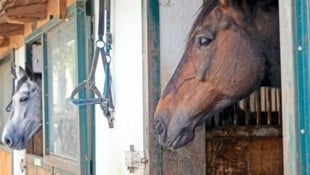 Ein asylberechtigter Springreiter für den Iran hat vor Monaten Österreich verlassen – ohne seine ...