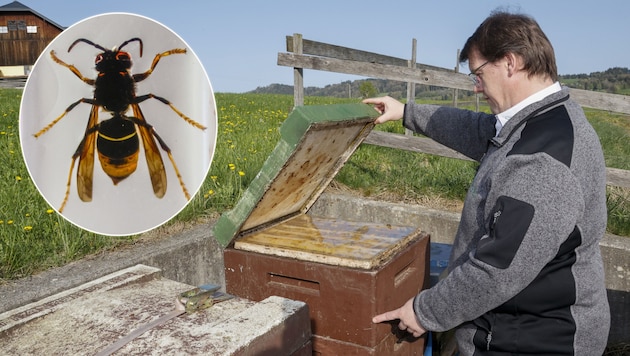 Thomas Renner a méhészszövetségtől aggódik: "Fel kell fegyverkeznünk". Eddig egy megerősített ázsiai darázsfészket találtak Salzburgban. (Bild: Markus Tschepp)