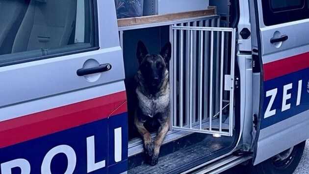 Dieser junge Diensthund half mit, 12 Migranten und einen Schlepper zu fassen. (Bild: Schulter Christian)