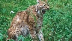 Sollen Luchse in unseren Wäldern künftig noch einen Platz haben? (Bild: Naturschutzbund/Robert Hofrichter)