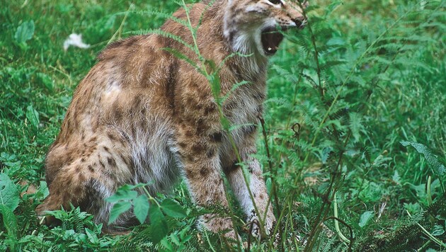 Should lynxes still have a place in our forests in the future? (Bild: Naturschutzbund/Robert Hofrichter)