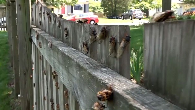 Wegen des Klimawandels schlüpfen die Insekten immer früher. (Bild: kameraOne (Screenshot))