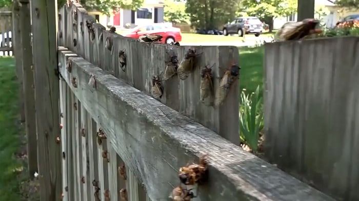 Wegen des Klimawandels schlüpfen die Insekten immer früher.