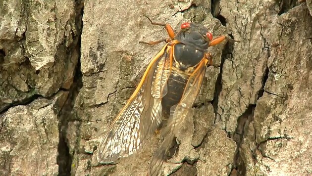 From the end of April, there is a veritable cicada invasion in parts of the USA. (Bild: kameraOne (Screenshot))