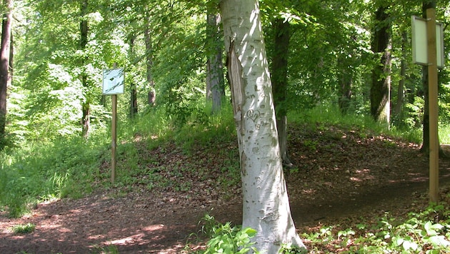 Vorarlberg's forests are in good condition. (Bild: Susanne Lamm )