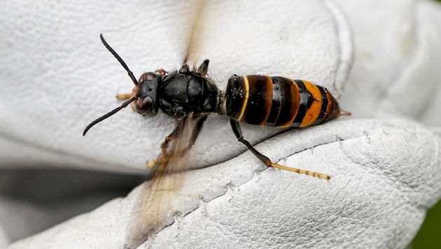 The Asian hornet causes a lot of unrest (Bild: APA/dpa/Axel Heimken)