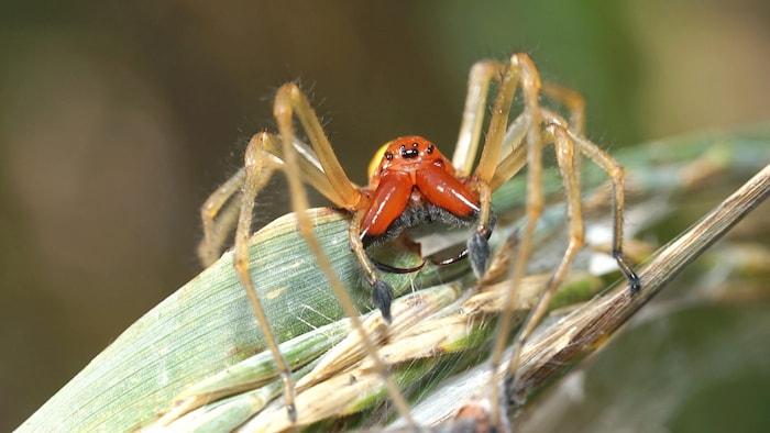 A male nurse thorn finger with wide open chelicerae