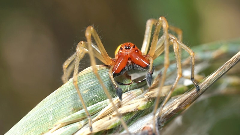 Ein Ammen-Dornfinger-Männchen mit weit geöffneten Chelizeren (Bild: Michael Titz)