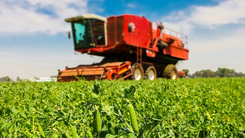 Im Normalfall vertreiben die lauten Erntemaschinen alle Tiere auf dem Feld. (Symbolbild) (Bild: Sunshine Seeds/stock.adobe.com)