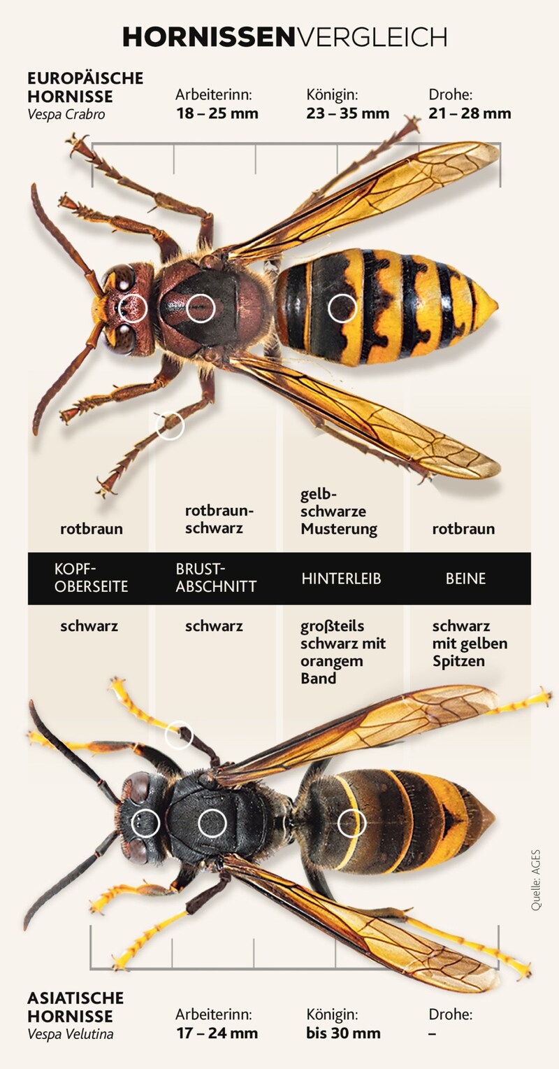 Unsere Grafik zeigt die Unterschiede zwischen den beiden Hornissenarten (Bild: stock.adobe, Krone KREATIV)