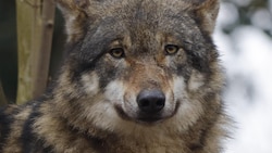 Symbolwolf (Bild: Scharinger Daniel)