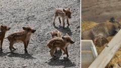 Niedlichen Nachwuchs gab es bei den Wildschweinen.