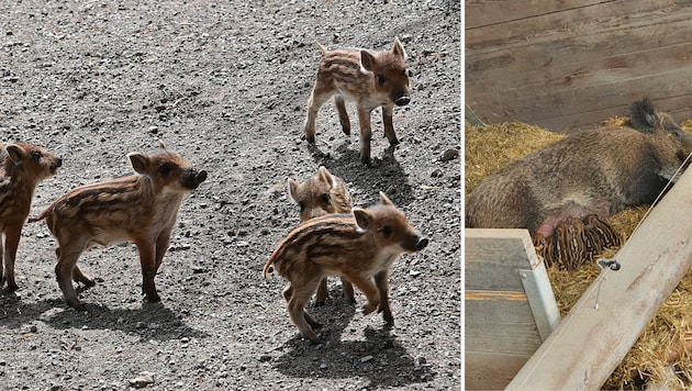 Niedlichen Nachwuchs gab es bei den Wildschweinen. (Bild: Alpenzoo/Fritz Schmidt )