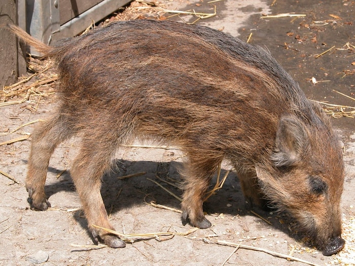 Frischling