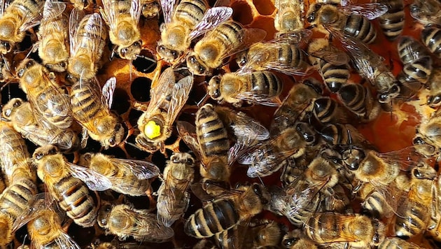 Über kein Insekt ist so viel geschrieben worden wie über die Honigbiene. Und dennoch wissen wir längst noch nicht alles. (Bild: Rubina Bergauer)