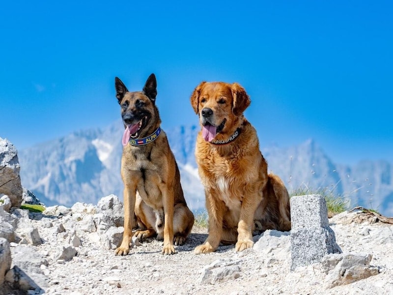 Polizeihund Cupido und Rettungshund Ivo. (Bild: zVg)