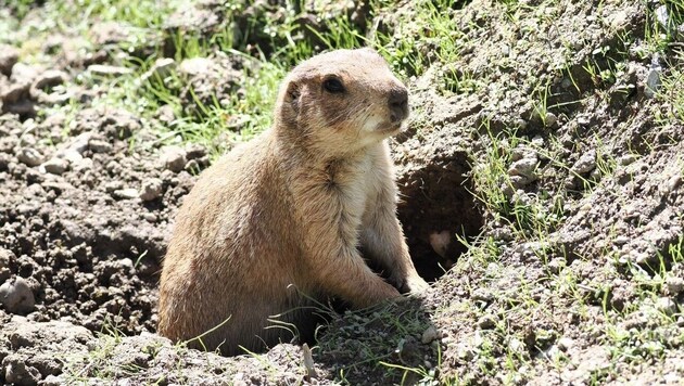 Die Präriehunde im Zoo gestalten ihr Zuhause selbst