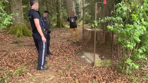 Two traps with pigeons in them were found in a forest in Braunau. (Bild: Verein RespekTiere, Krone KREATIV)