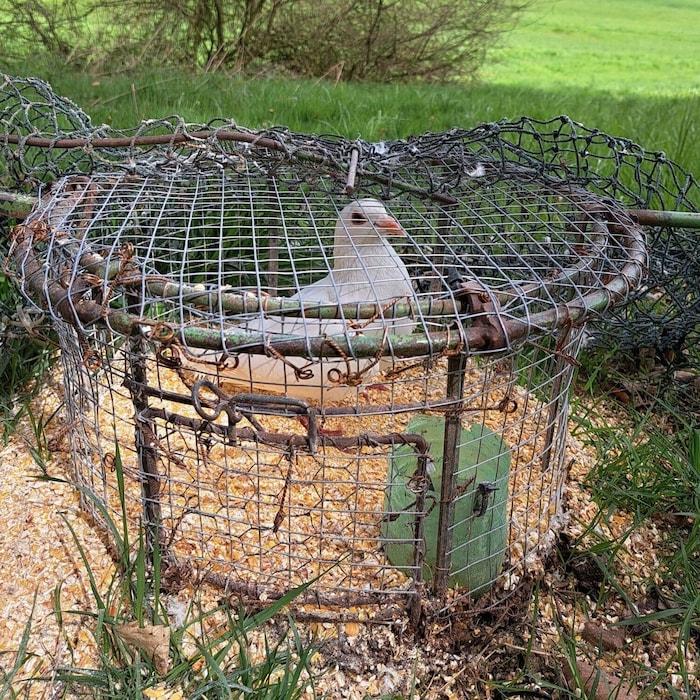 The smaller of the two traps is apparently designed for birds of prey such as hawks.