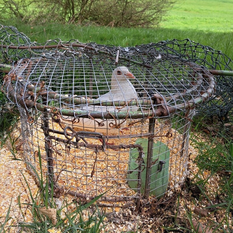 Die kleinere der beiden Fallen ist offenbar für Raubvögel wie Habichte konstruiert. (Bild: Verein RespekTiere)