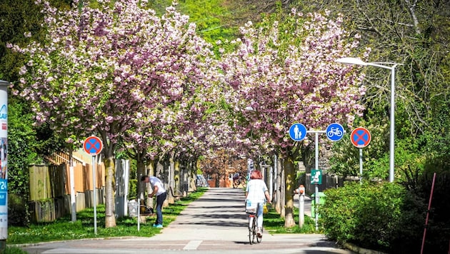 Alleen: Bringen nicht nur mehr Grün in die Stadt, sondern auch begehrten Schatten.   (Bild: Sepp Pail)