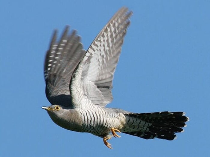 The cuckoo is moving closer and closer to human settlements.