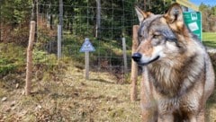 Vandalen zerstörten die Wolfs-Warntafel, jetzt schützt ein zwei Meter hoher Maschendrahtzaun ...