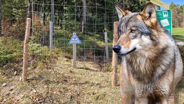 Vandals destroyed the wolf warning sign, now a two-meter-high wire mesh fence protects a new one. (Bild: zVg, Johann Groder, Krone KREATIV)