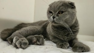 „Aprikose“ stammt aus einer Qualzucht, die ihr ganzes Leben lang an Schmerzen leidet.