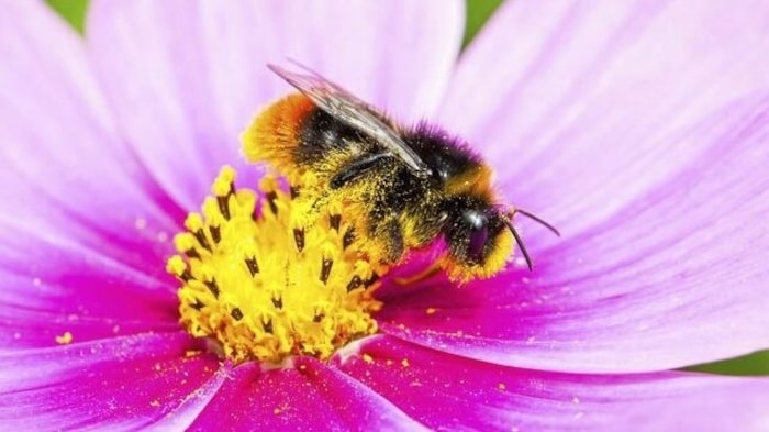 Wildblumensaat für mehr Artenvielfalt.