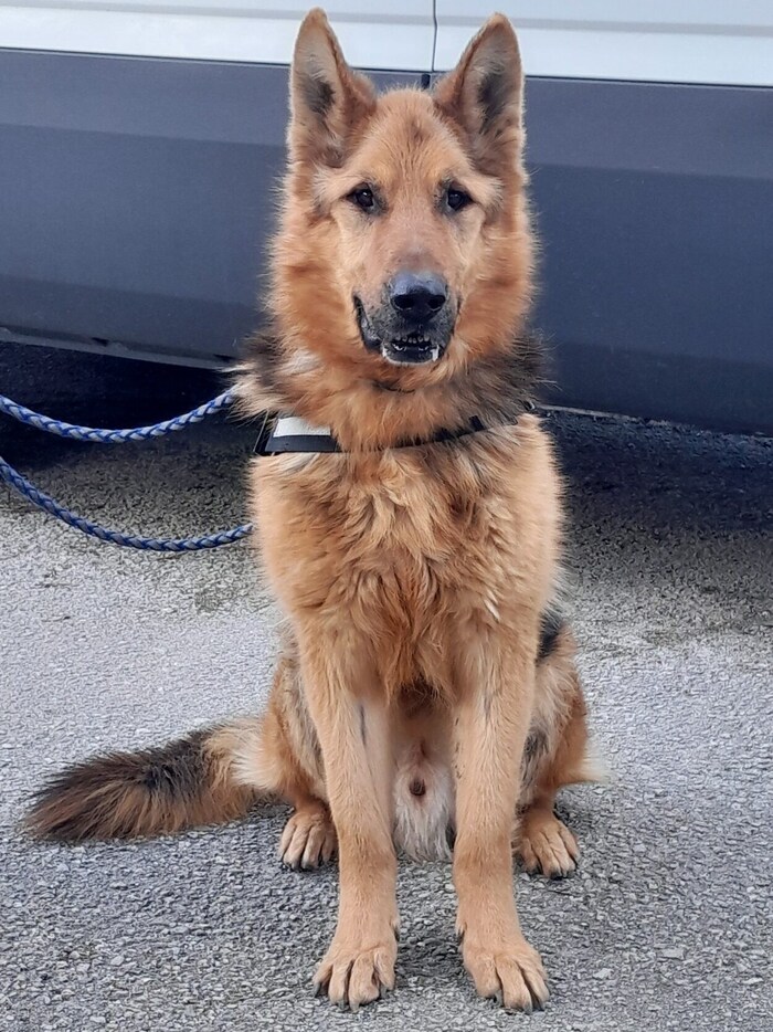 „Rex“ ist ein Ausnahmehund 
