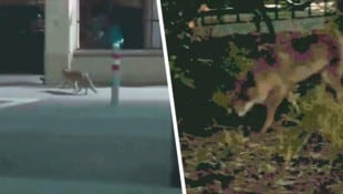 Auf den ersten Blick sieht es aus wie eine Katze, es war aber ein Fuchs, der durch die ...