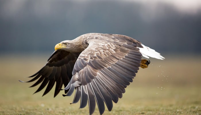 The proud flight of the eagle over the vast land . . .