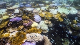 Korallenbleiche am Great Barrier Reef im April 2024 (Bild: AFP)