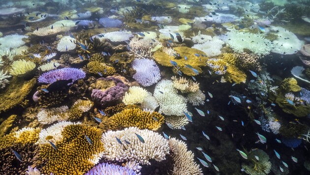 Coral bleaching on the Great Barrier Reef in April 2024 (Bild: AFP)