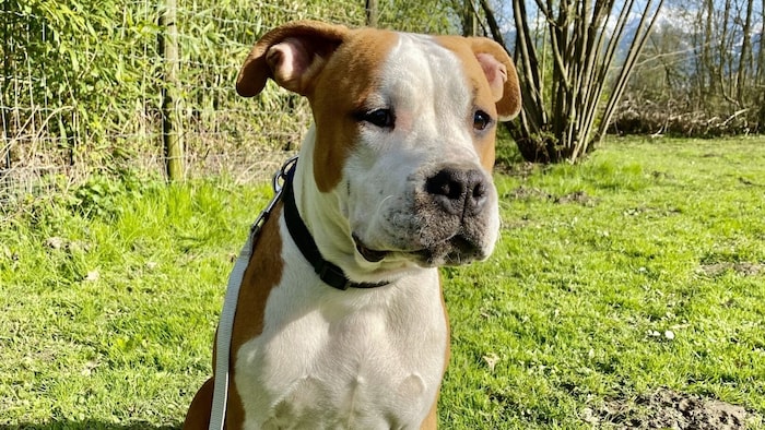 Rüde Bruno