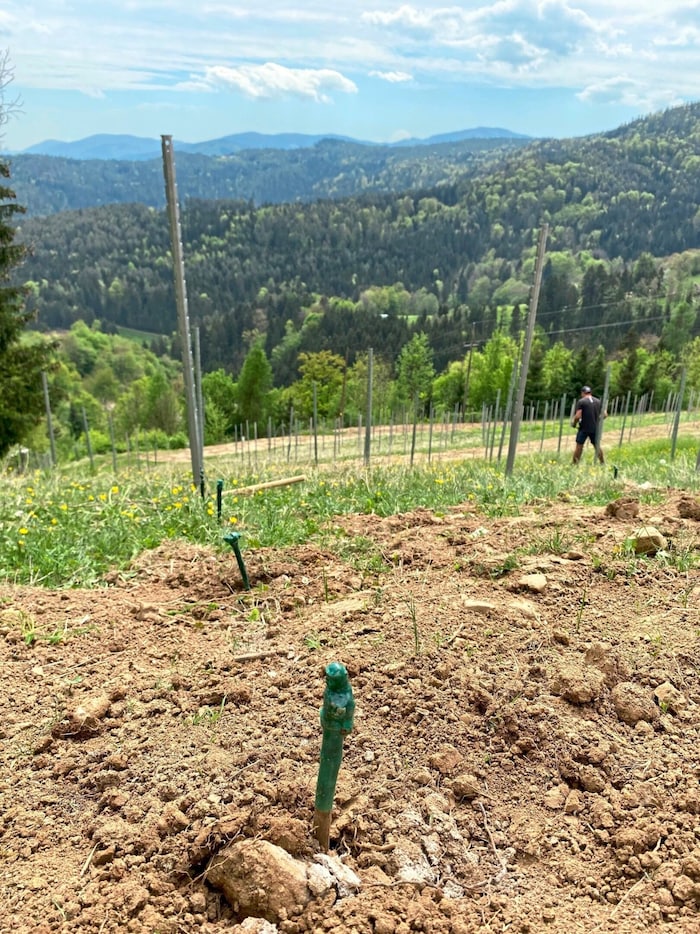 Insgesamt sieben Jahre lang dauert es, bis von den jungen Reben der Wein genossen werden kann.