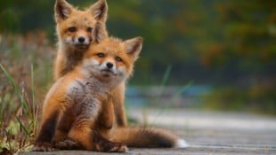 Lärm ist ein Stressfaktor, der sich negativ auf das Immunsystem auswirkt, was zur Abnahme von ...