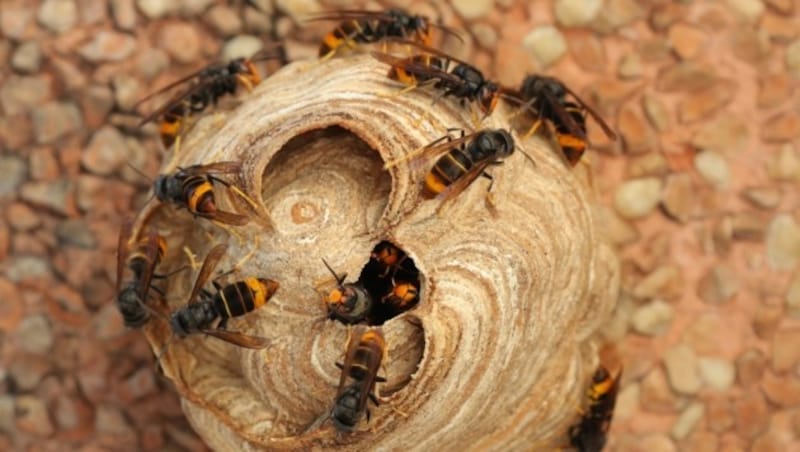 The Asian hornet kills our bees and feeds them to their larvae. (Bild: IVANVIEITO)