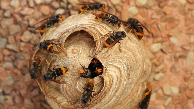 Das Nest der „Vespa velutina“ wächst mit dem Volk. Es ist meist hoch in den Bäumen angesiedelt. (Bild: IVANVIEITO)