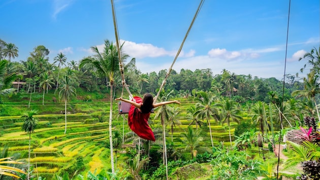 Swinging into life: Jungle swing over the rice terraces for lovers (Bild: kitzcorner)