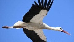 Störche bevorzugen laut Experten den „Nest-Eigenbau“ (Bild: www.viennareport.at)