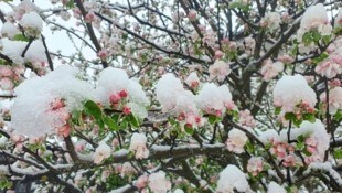 Etwas Schnee fügt Blüten und Pflanzen kaum Schaden zu – anders ist das eher bei Frost (Bild: Roland Holitzky)