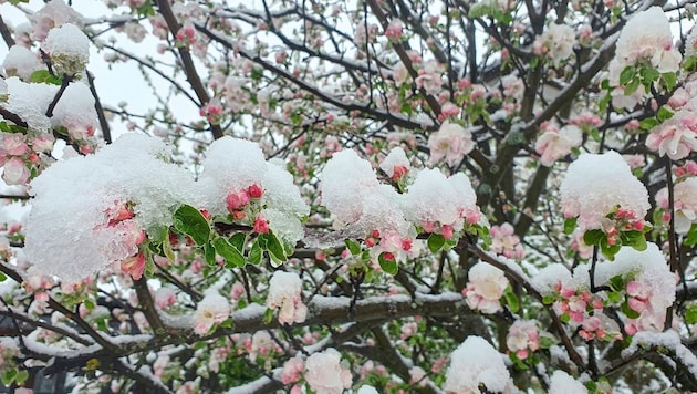 Etwas Schnee fügt Blüten und Pflanzen kaum Schaden zu – anders ist das eher bei Frost (Bild: Roland Holitzky)